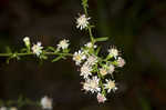 Calico aster